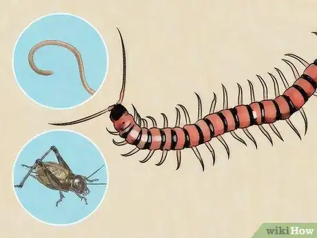 Imagen titulada Care for a Centipede Step 5