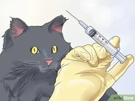 Imagen titulada Treat Ear Haematomas in Cats Step 5