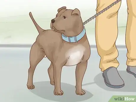 Imagen titulada Breed Pit Bulls Step 6