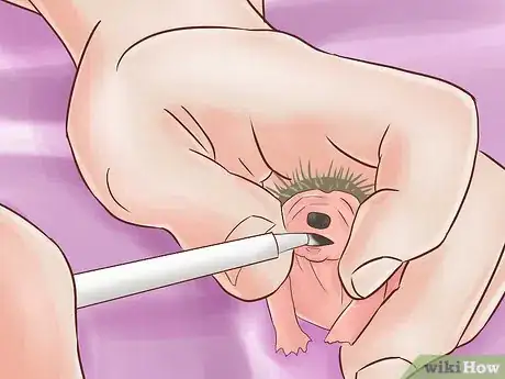 Imagen titulada Breed Hedgehogs Step 15