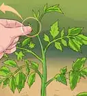 podar tomates
