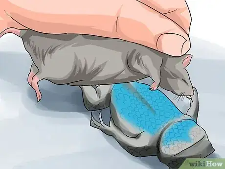 Imagen titulada Feed a Snake Step 11
