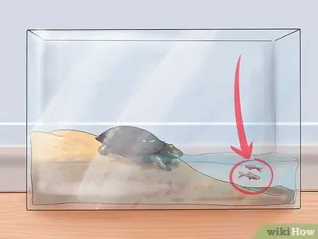 Imagen titulada Keep Your Turtle Happy Step 9