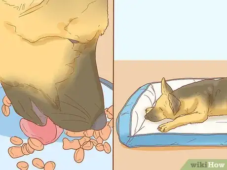 Imagen titulada Stop Your Dog from Waking You Up at Night Step 5