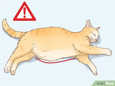 Imagen titulada Diagnose the Cause of a Swollen Abdomen in Cats Step 1