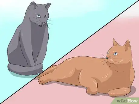 Imagen titulada Treat Coccidiosis in Cats Step 2