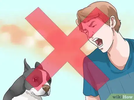 Imagen titulada Train Boston Terriers Step 15