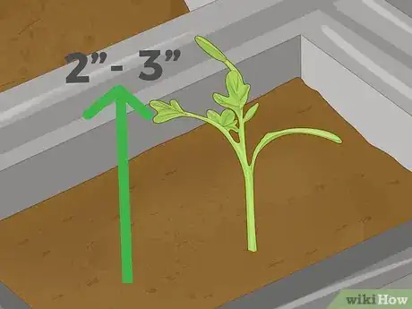 Imagen titulada Thin Out Seedlings Step 1