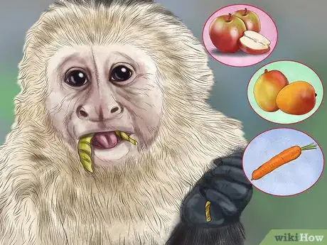 Imagen titulada Dominate a Capuchin Monkey Step 11