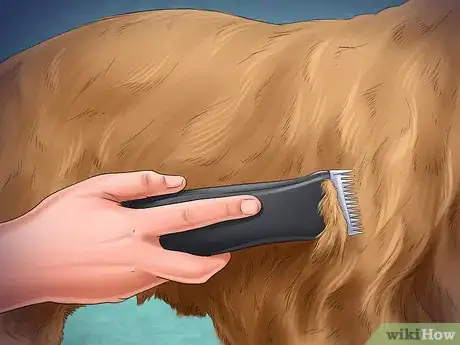 Imagen titulada Help Your Dog After Giving Birth Step 17