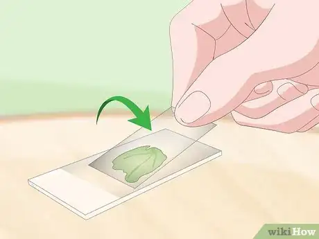 Imagen titulada Use a Light Microscope Step 3