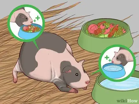 Imagen titulada Care for a Pregnant Guinea Pig Step 1