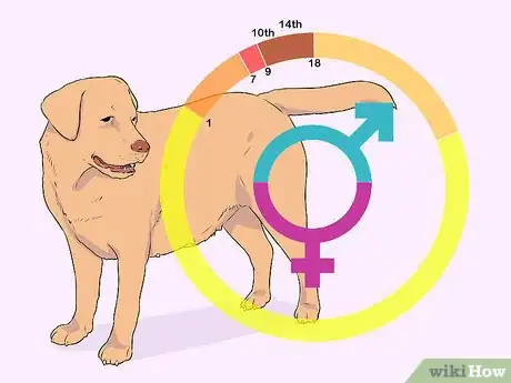 Imagen titulada Breed Labradors Step 15
