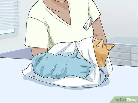 Imagen titulada Get Motor Oil Off a Cat Step 10