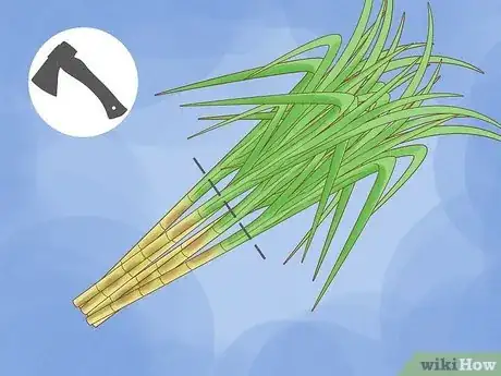 Imagen titulada Harvest Sugar Cane Step 4
