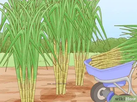 Imagen titulada Harvest Sugar Cane Step 3