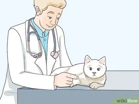 Imagen titulada Deal with a Paralyzed Cat Step 13
