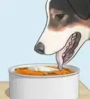 hacer un pastel para perro
