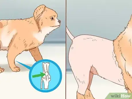 Imagen titulada Take Care of a Pomeranian Step 19
