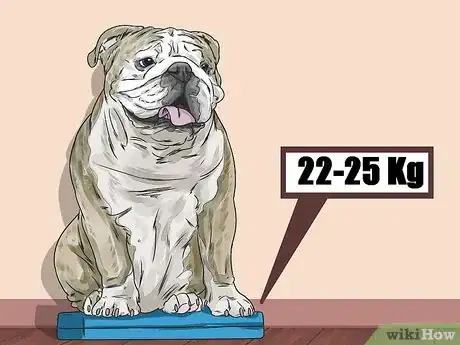 Imagen titulada Clean a Bulldog's Face Folds Step 13