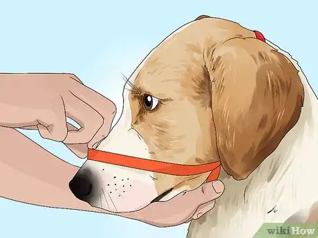Imagen titulada Put a Gentle Leader on a Dog Step 9