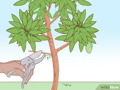 Imagen titulada Grow a Mango Tree Step 16