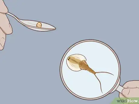 Imagen titulada Care for Triops Step 12