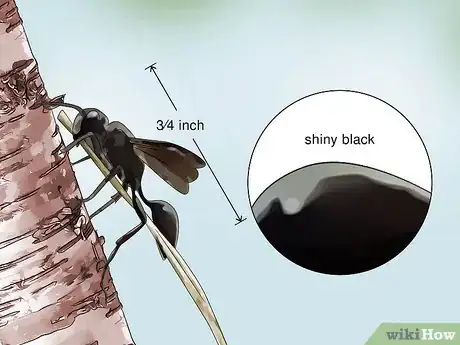 Imagen titulada Identify Wasps Step 10