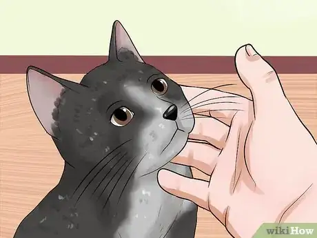 Imagen titulada Treat Third Eyelid Protrusion in Cats Step 9