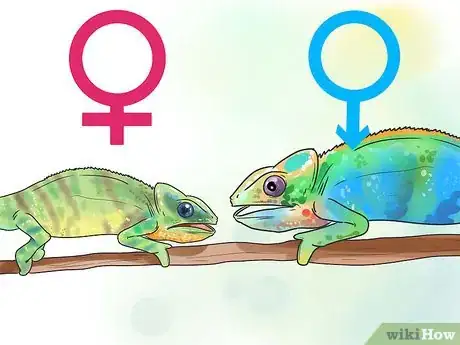 Imagen titulada Tell if a Chameleon Is Male or Female Step 3