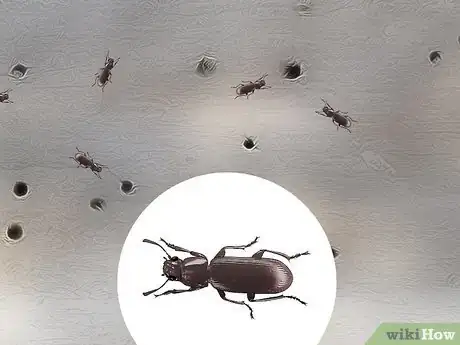 Imagen titulada Identify Termite Larvae Step 11