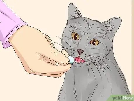 Imagen titulada Get a Cat to Stop Meowing Step 22