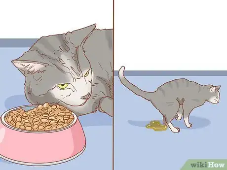 Imagen titulada Diagnose the Cause of a Swollen Abdomen in Cats Step 4