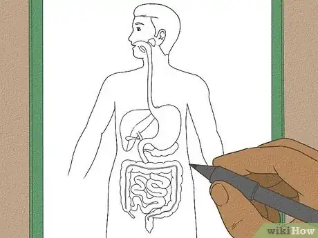 Imagen titulada Draw a Model of the Digestive System Step 12