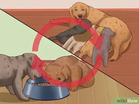 Imagen titulada Wean Puppies Step 2