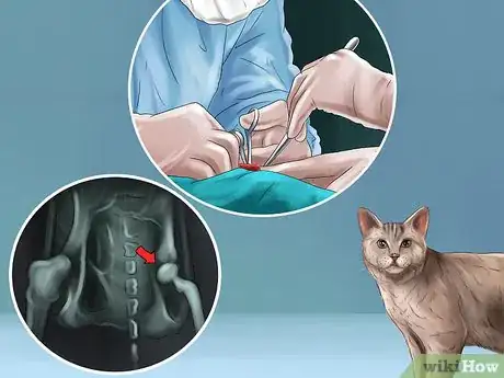 Imagen titulada Diagnose and Treat Dislocated Joints in Cats Step 9