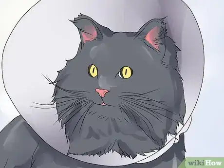 Imagen titulada Treat Ear Haematomas in Cats Step 7