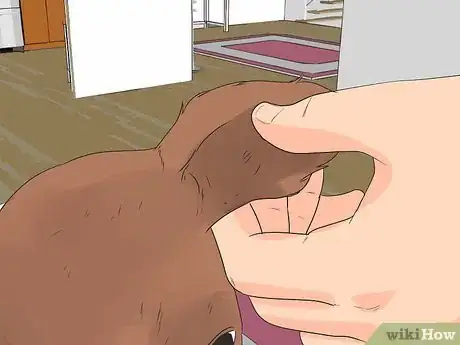 Imagen titulada Choose a Yorkie Puppy Step 12