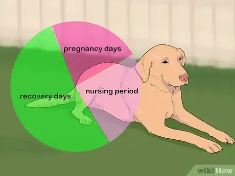 Imagen titulada Breed Labradors Step 16