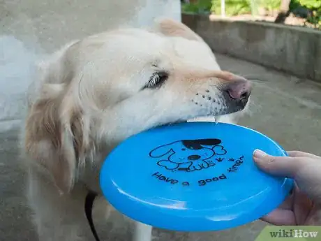 Imagen titulada Teach a Dog How to Catch a Frisbee Step 2