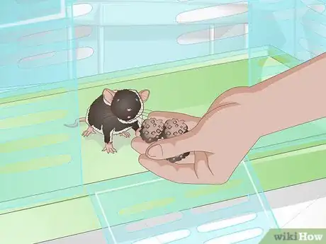 Imagen titulada Tame a Mouse Step 13
