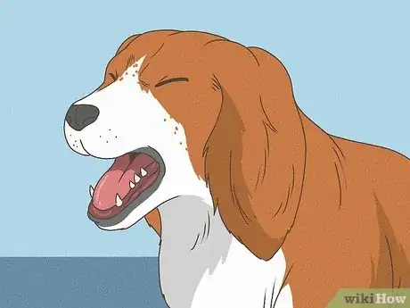 Imagen titulada Know When Your Dog is Sick Step 2