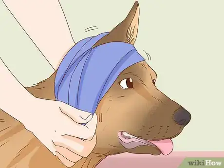 Imagen titulada Care for a Dog's Torn Ear Step 4