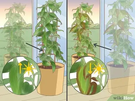 Imagen titulada Make a Vanilla Orchid Plant Bloom Step 2