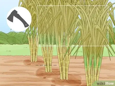 Imagen titulada Harvest Sugar Cane Step 9