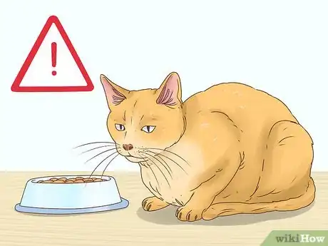 Imagen titulada Help a Cat Cough Up a Hairball Step 7