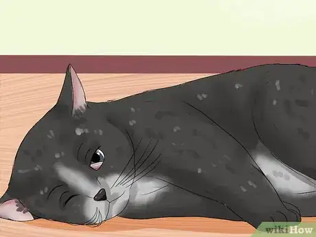 Imagen titulada Treat Third Eyelid Protrusion in Cats Step 8