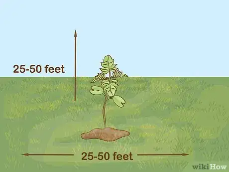 Imagen titulada Grow a Jacaranda Tree Step 8