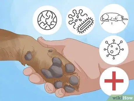 Imagen titulada Stop a Dog from Licking Its Paws with Home Remedies Step 1