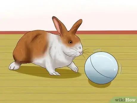 Imagen titulada Stop a Rabbit from Sneezing Step 11